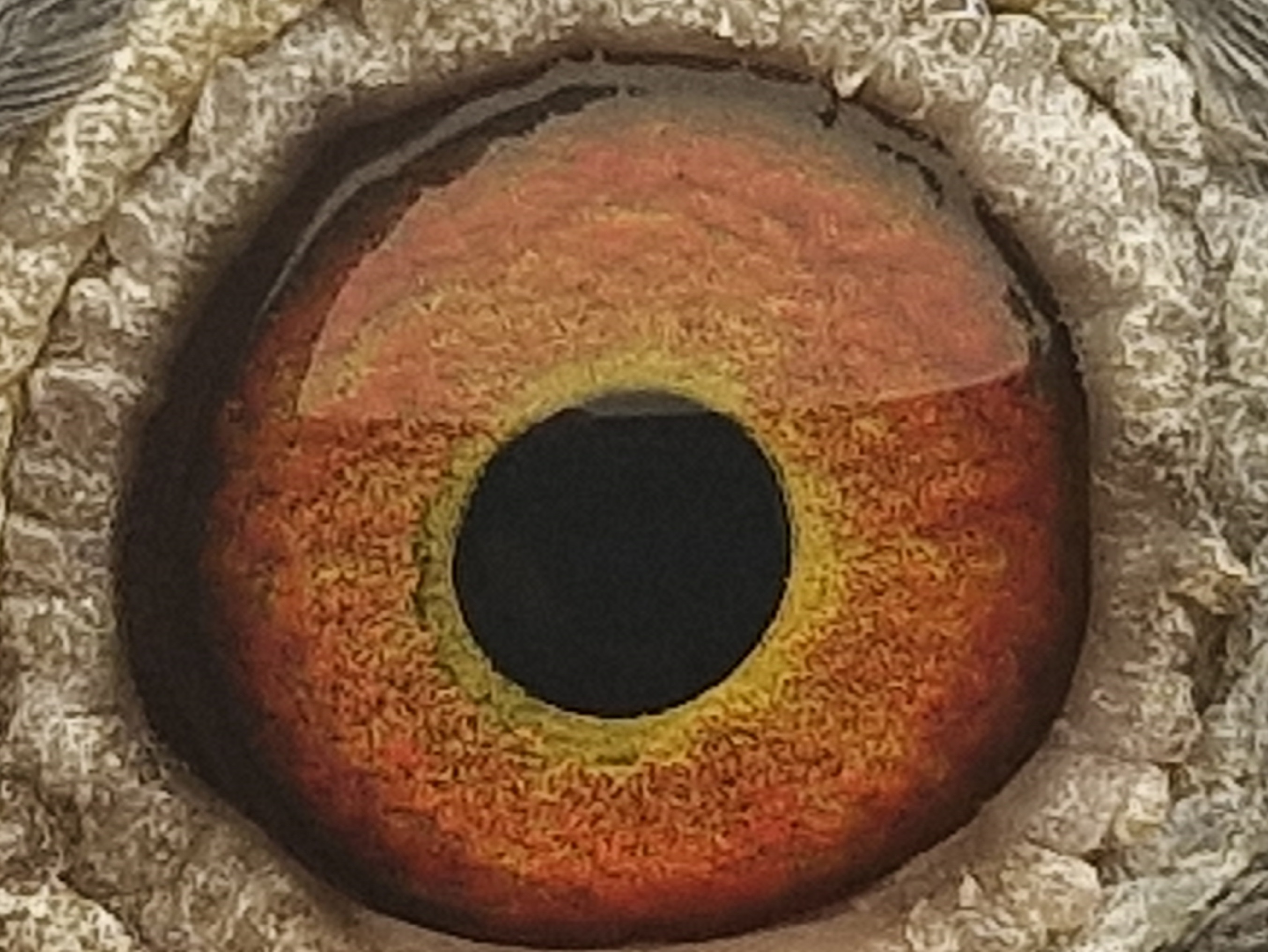 Pigeon eye